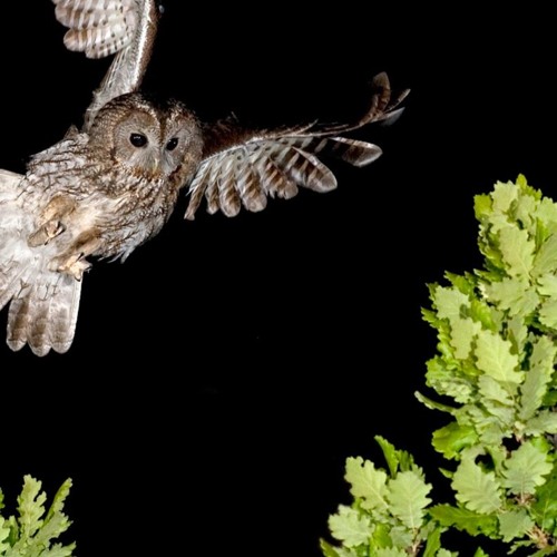 Marco Lucchi & Mean Flow - nocturnal meditation no. 4