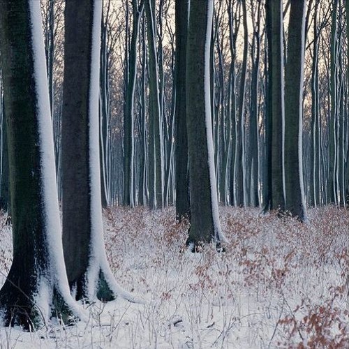 Into the Woods -- A Collection of Celtic/Fantasy Compositions