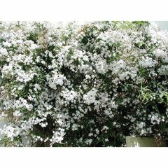 Jasmine
