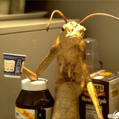 XK4001 - B A T T E R F L Y.