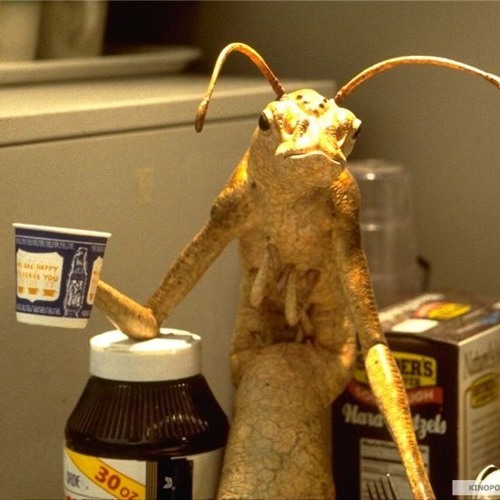 XK4001 - B A T T E R F L Y.