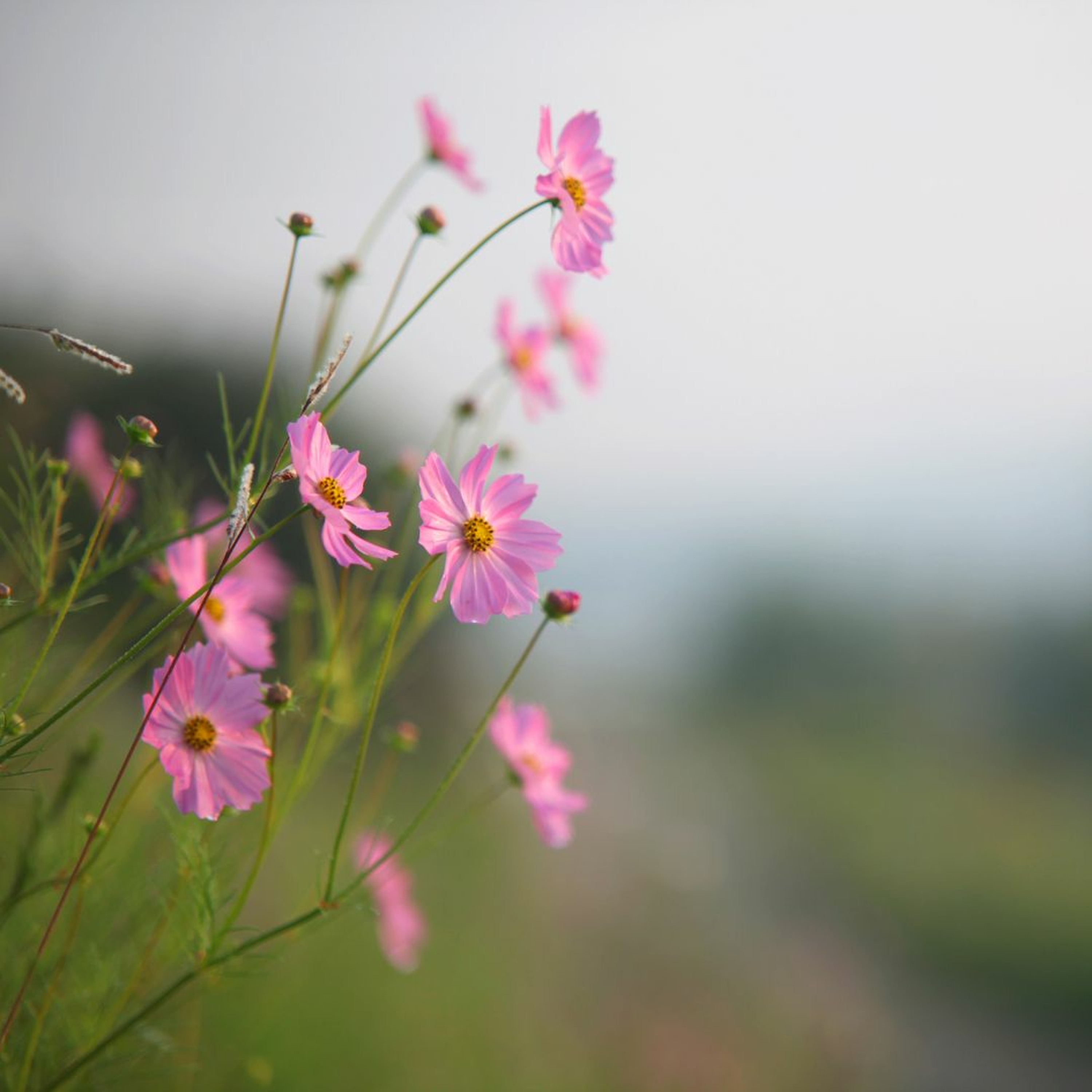 Natural Meditation podcast