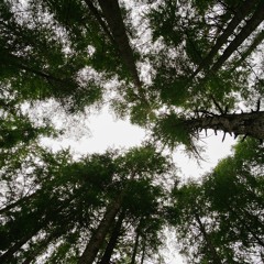 A minute of the natural soundscape at One Square Inch of Silence.
