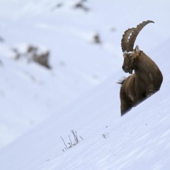 MKTTMK_ibex.complex