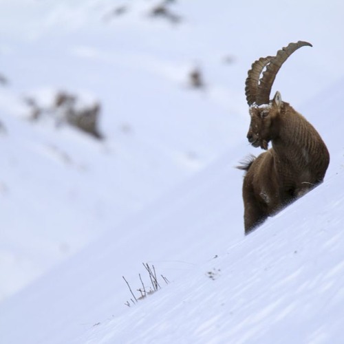 MKTTMK_ibex.complex