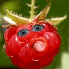 fiesta framboise