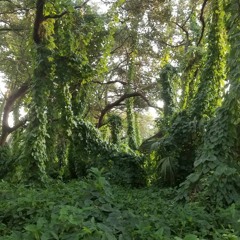 Vine and Dandy - Friend or Foliage