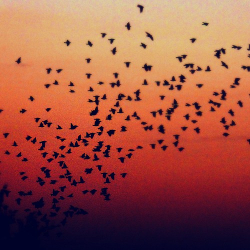 Share My Wings (FSOL - Dirty Shadows Rework / Inspirations)