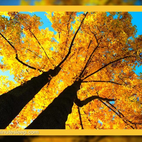 Wind In The Trees (75 Minutes)