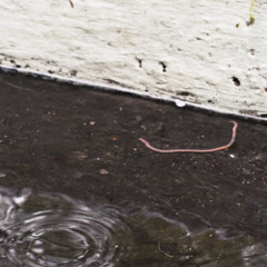 worms