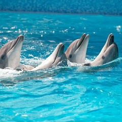 Dancing with dolphins