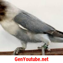 Download Suara Lovebird Ngekek Panjang Mp3