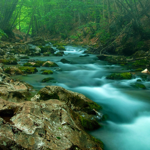 Forest Creek (75 Minutes)