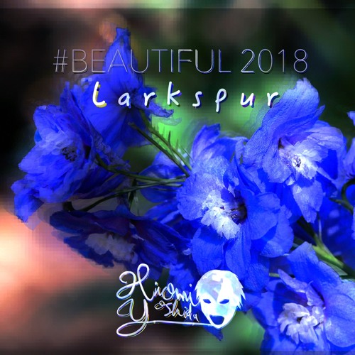 Larkspur