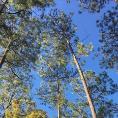 Nullified_by_Quantum_Mechanics