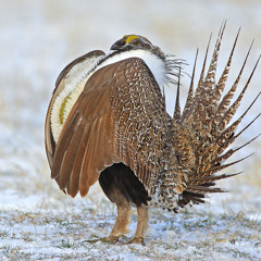 Sage Grouse (Centrocercus urophasianus)