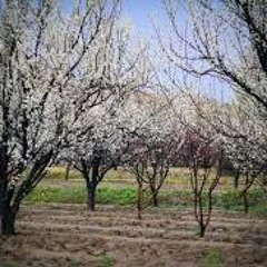 Dil Kashein Chincho tai shahre abethke Mosum, Arif Ghazal