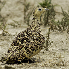 Black-bellied Sandgrouse (Pterocles orientalis arenarius)