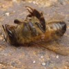 They re My Bees but she keeps them They re My Bees but she keeps them