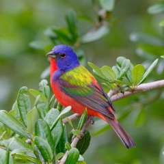 silicon valley - Jonasty