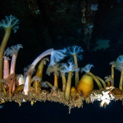 Underwater