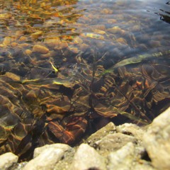 Forever in my mind (prod. xtravulous)