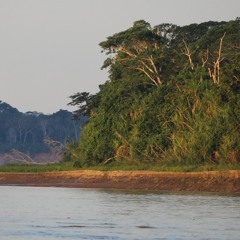 Reserva Nacional Tambopata (July 6th, 2018, Perú)