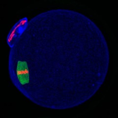 The corpse dreams it’s being streamed.