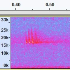 Unknown bioacoustic recording