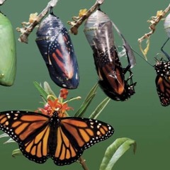 HOOLY - FULTRA BODY (prod. Bolurin)