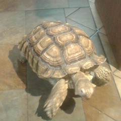 Little Green (Joni Mitchell)