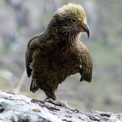 Leaving the Nest