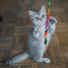 saint jeffersons day