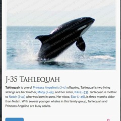 Elegy for Tahlequah's Calf