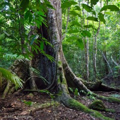 Tangkoko Morning - A Rainforest Soundscape from Sulawesi, Indonesia
