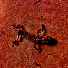Heads or Tails