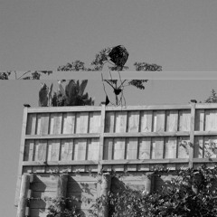 Roses Left Behind