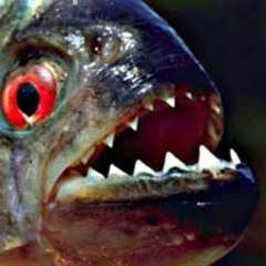 Walking Away Piranha