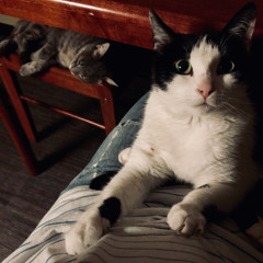 Мурчащая Элис