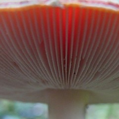 Spore