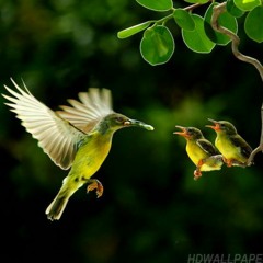 دقيقتين من الجمال والعظمة والخشوع للشيخ الطاروطى .. سورة يوسف