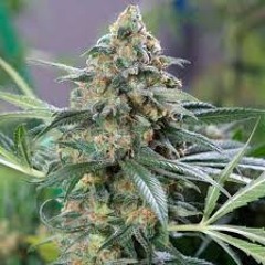 Jewel and Luster - OG KUSH