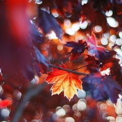 Autumn Winds (Original Edit)