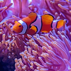 Beyond The Sea (Finding Nemo Theme)