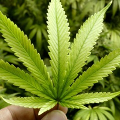 MONTAGEM - VAI PIA NO MDM VAI FUMA DA PLANTA , VAI PIA NO B.I VAI FUMA DA PLANTA [ DJ LEO DE CG ]