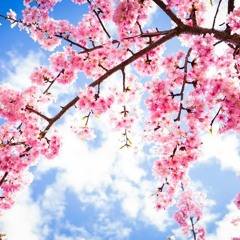 CISCO FT. PRIE - CHERRY BLOSSOMS (PROD. SERGE CROWN)