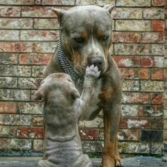 افجر مهرجان _2019 لازم تسمعو اتحداك هتعيدو 100 مره_ عبده تياترو - مهرجنات حصريا