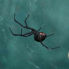 Black Widow feat. Quite FrankLee (Prod. haven beats)