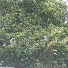 Thompson - W I L I N ' (Original Mix)