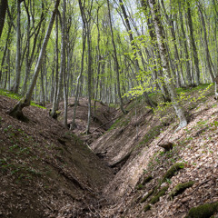 Crimea 2018 - in the Starokrym Forest